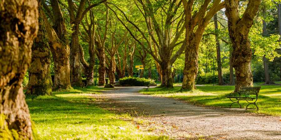 holistic therapy park walk for mind